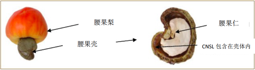 剖面图腰果壳.png 剖面图腰果壳.png